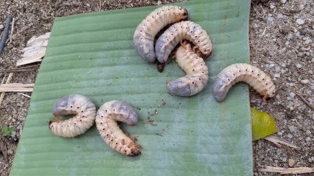 Hercules Beetle Larva Crawling on Green Banana Leaf in Close-Up View