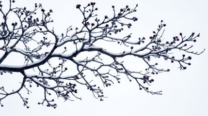 Snow-Covered Branch with Buds on a Gray Winter Day