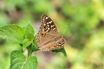 butterfly on leaf