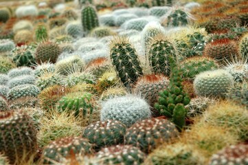prickly pear cactus
