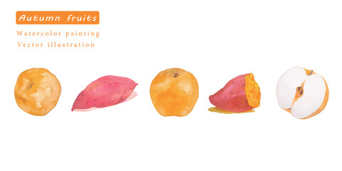水彩で描いたサツマイモと梨のベクターイラスト素材セット