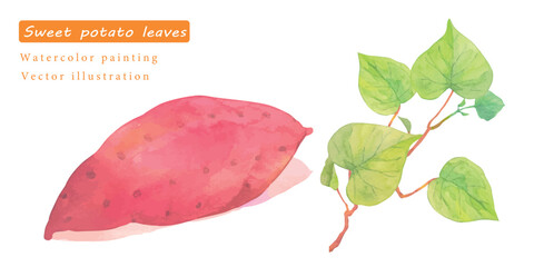 水彩で描いたサツマイモと葉っぱのベクターイラスト素材セット
