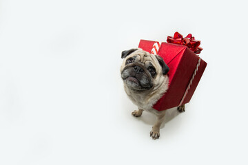 Banner funny and cute dog christmas or valentine's day. Pug dressed as a gift or present. Isolated on white background. From above