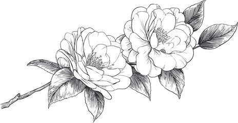 Beautiful camellia flowers with leaves in detailed black and white illustration. Vector illustration
