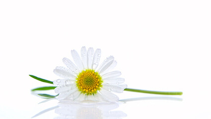 Fototapeta premium Single White Daisy Flower with Water Droplets on White Background with Reflection white flower single flower