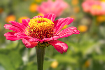 Pink zinnia flower on a blurred green background