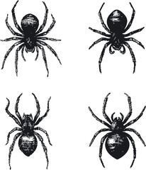 Detailed black and white illustrations of four different spider species. Vector illustration