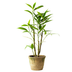 Potted plant with vibrant green leaves