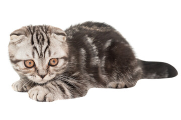 Little kitten Scottish fold cat isolated on white background, purebred Scottish Fold cat kitten
