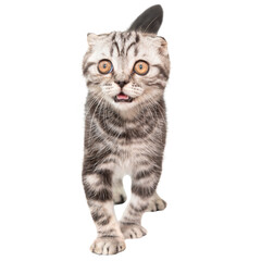 Obraz premium Little kitten Scottish fold cat isolated on white background, purebred Scottish Fold cat kitten