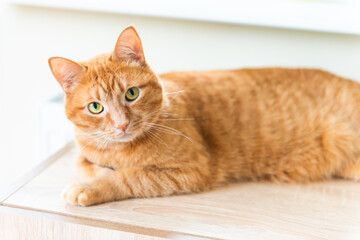 Red domestic cat sleeping in warm room near radiator