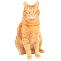 Red domestic cat isolated on white background