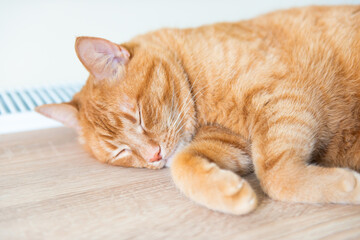 Red domestic cat sleeping in warm room near radiator