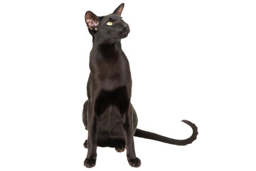 Black oriental shorthair purebred cat isolated on white background