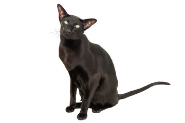 Black oriental shorthair purebred cat isolated on white background