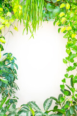 Green plants and leaves frame. Frame spring plant background