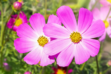 Fototapeta premium Two cosmos flowers in close-up