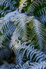White ice formations create stunning patterns across green fern leaf surfaces below.