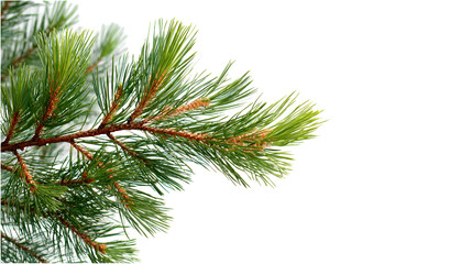 Lush green pine branch winter scene nature background