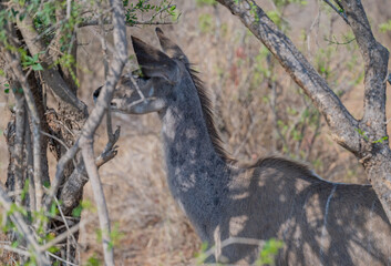 Kudu Strepsiceros im Krüger National Park - Kruger Nationalpark Südafrika