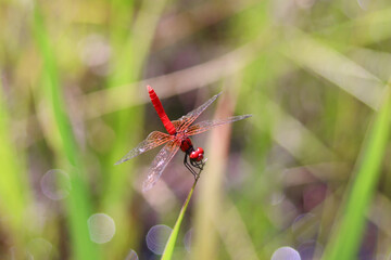 ハッチョウトンボのオス © Tozawa