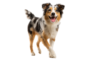 Happy australian shepherd dog isolated on transparent background