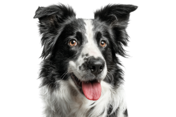 Border collie dog head portrait isolated on transparent background