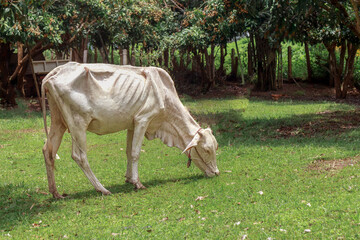 A skinny cow grazes in a shaded rural garden, evoking sustainability and animal welfare.
