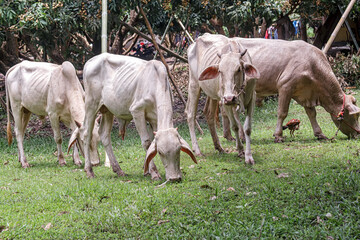A skinny cow grazes in a shaded rural garden, evoking sustainability and animal welfare.