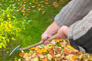 Hands in Sweater Raking Autumn Leaves