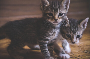 Adorable tabby kitten with striking stripes and captivating eyes is ready to bring joy to your...