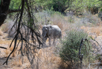 Elefant im Busch vom Krüger National Park - Kruger Nationalpark Südafrika