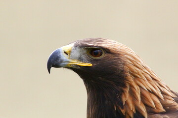 Close-up profile of a majestic golden eagle with a keen eye and powerful beak.
