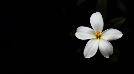 Fototapeta premium A single beautiful white plumeria flower with a yellow center, isolated on a solid black background. Minimalist, elegant, and serene floral concept for wellness and spa.