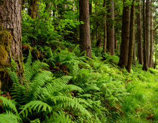 Fototapeta premium Lush Green Forest with Ferns and Tall Trees