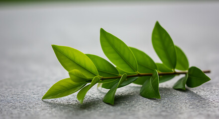 Lush green leaves create a refreshing botanical vibe perfect for nature themed designs and wellness brands