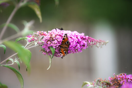 Peacock butterfly resting on a butterfly bush in full bloom collecting nectar in a vibrant summer garden surrounded by purple flowers and soft natural light - Powered by Adobe