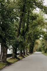 A tree-lined road leads through a park, offering a peaceful scene. An empty road lined with tall trees, their green leaves creating a natural canopy along the pathway, perfect for a tranquil drive.
