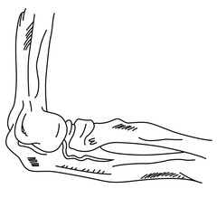 Science of hand drawn vector elbow joint outline.