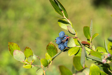 Blueberries growing on a green leafy bush in full sunlight captured in a close-up garden scene with ripe fruit and organic freshness