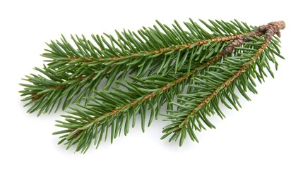 Fresh Green Spruce Pine Branch Isolated on White Background