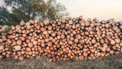Large stack of freshly cut timber logs neatly piled in an outdoor rural setting, with visible tree rings and bark texture, symbolizing forestry, logging industry, and natural resources