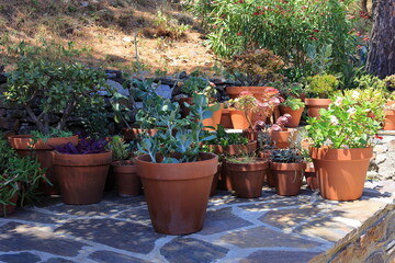Group of different succulant plants in terracotta pots at a Collioure garden