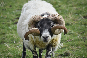 Curled Horns on a Blackface Sheep in Scotland