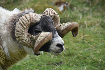 Spiral Horns on a Ram in the Highlands