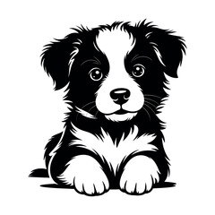Adorable Border Collie Puppy Sitting on White Background animal