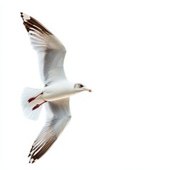 Obraz premium Seagull in Flight White Background, Brown Wingtips, Bird Photography, seabird, avian