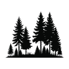 Silhouette of Evergreen Trees in a Forest