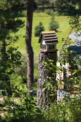 Wooden birdhouse on a tree stump