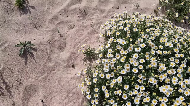 Wild daisies moved by the east wind on Sancti Petri beach, in Chiclana de la Frontera, Cadiz, Andalusia, Spain.